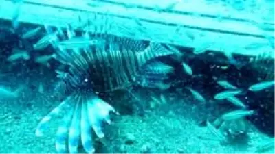 Doğu Akdeniz'e artık Kızıldeniz balık türleri hakim Doğu Akdeniz'e artık Kızıldeniz balık türleri hakim