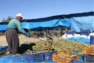 Elazığ'da ceviz üretimi yüzde 100 arttı, yıllık 4 bin tona yaklaştı Elazığ'da ceviz üretimi yüzde 100 arttı, yıllık 4 bin tona yaklaştı