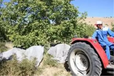 Elazığ'da ceviz üretimi yüzde 100 arttı, yıllık 4 bin tona yaklaştı Elazığ'da ceviz üretimi yüzde 100 arttı, yıllık 4 bin tona yaklaştı