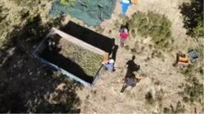 Elazığ'da ceviz üretimi yüzde 100 arttı, yıllık 4 bin tona yaklaştı Elazığ'da ceviz üretimi yüzde 100 arttı, yıllık 4 bin tona yaklaştı