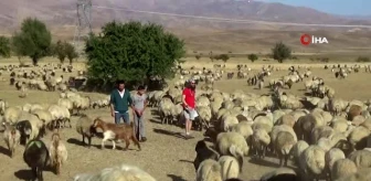İtalyan turist Hakkari'de koyun sağıp, inşaatta çalışıyor