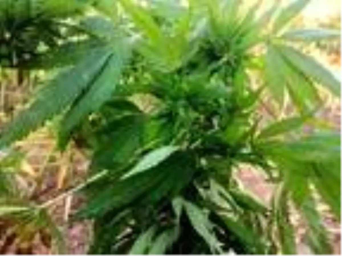 Karabük'te kenevirin hasadına başlandı