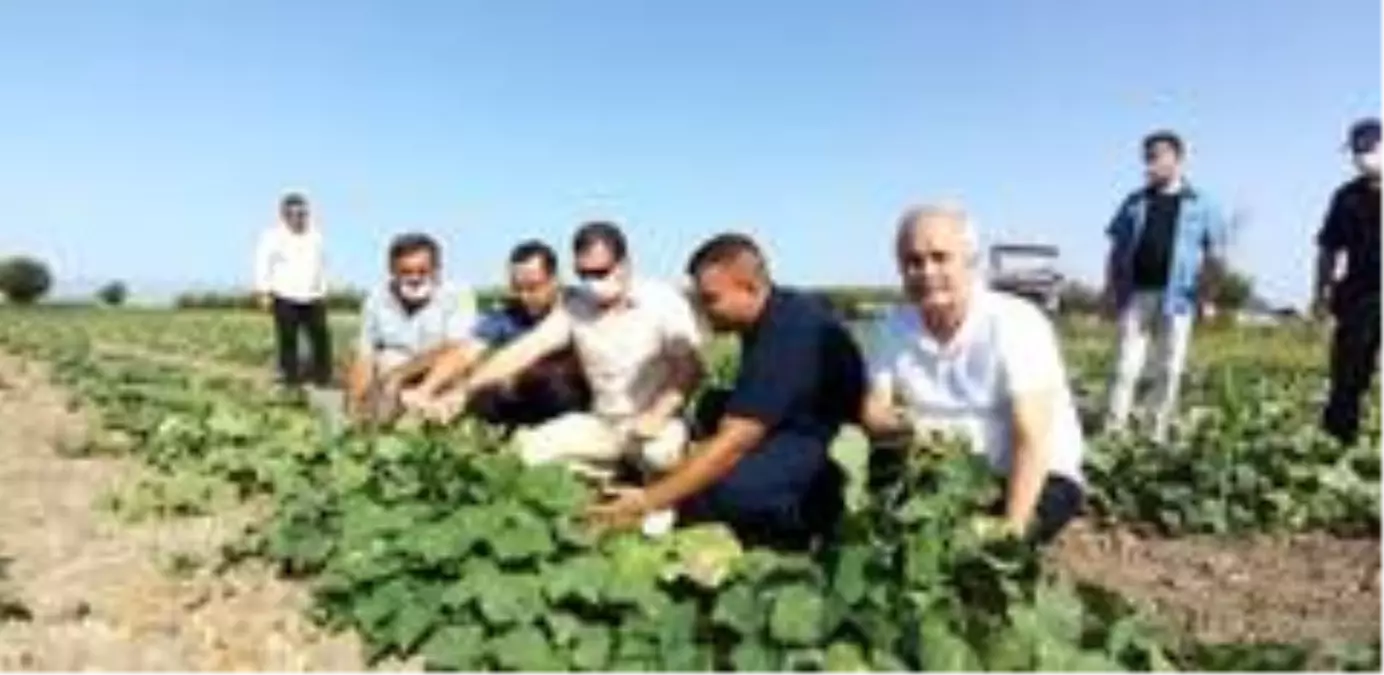 Kaymakamlar tarlada çiftçilerle hasat yaptı