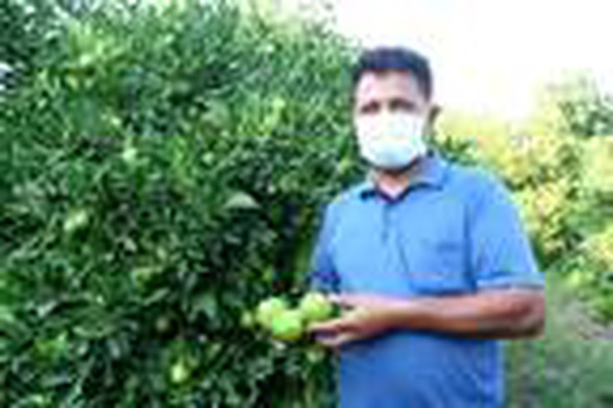 Limonun kilosu 1,5 TL'ye düştü