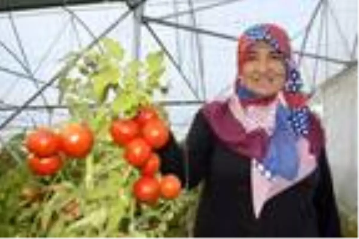 Son dakika... 2 çocuk annesi, devlet desteğiyle 5 yılda sera sayısını 17'ye çıkardı