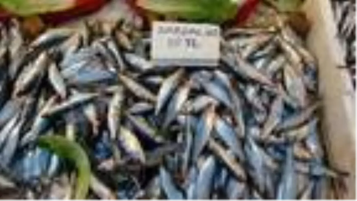 Akdeniz'de sardalya bolluğu