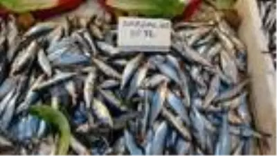 Akdeniz'de sardalya bolluğu Akdeniz'de sardalya bolluğu