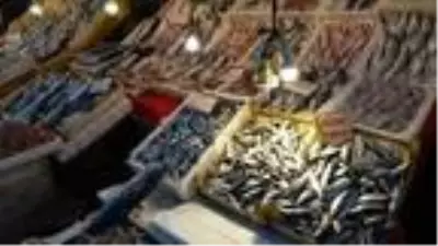 Akdeniz'de sardalya bolluğu Akdeniz'de sardalya bolluğu