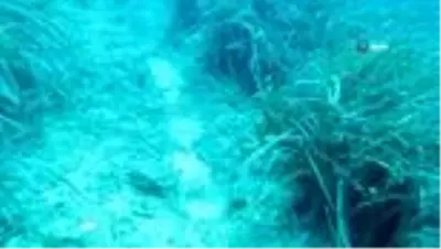 Akdeniz'in Amazon ormanları Posidonia'ya, çapa ve zincirler zarar veriyor Akdeniz'in Amazon ormanları Posidonia'ya, çapa ve zincirler zarar veriyor