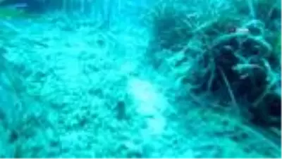 Akdeniz'in Amazon ormanları Posidonia'ya, çapa ve zincirler zarar veriyor Akdeniz'in Amazon ormanları Posidonia'ya, çapa ve zincirler zarar veriyor