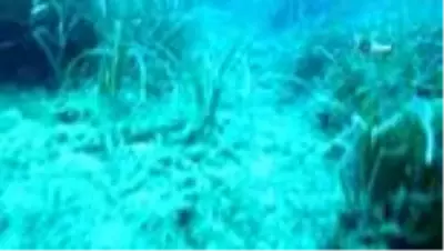 Akdeniz'in Amazon ormanları Posidonia'ya, çapa ve zincirler zarar veriyor Akdeniz'in Amazon ormanları Posidonia'ya, çapa ve zincirler zarar veriyor