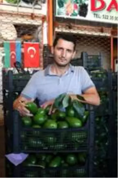 Artan avokado hırsızlığı üreticileri isyan ettirdi Artan avokado hırsızlığı üreticileri isyan ettirdi