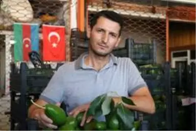 Artan avokado hırsızlığı üreticileri isyan ettirdi Artan avokado hırsızlığı üreticileri isyan ettirdi