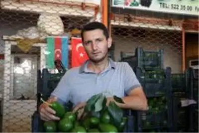 Artan avokado hırsızlığı üreticileri isyan ettirdi Artan avokado hırsızlığı üreticileri isyan ettirdi
