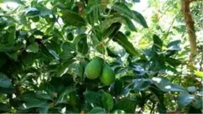 Artan avokado hırsızlığı üreticileri isyan ettirdi Artan avokado hırsızlığı üreticileri isyan ettirdi