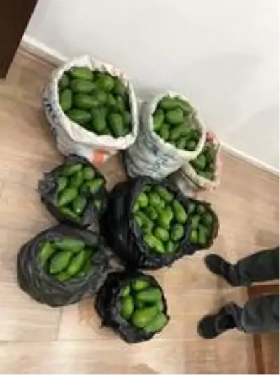 Artan avokado hırsızlığı üreticileri isyan ettirdi Artan avokado hırsızlığı üreticileri isyan ettirdi