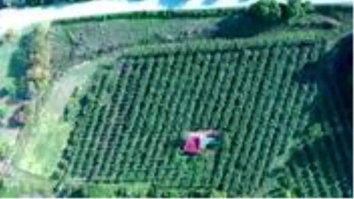 Asgari ücretle çalıştığı işini bırakan kadın, devlet desteğiyle kivi üreticisi oldu! Şimdi paraya para demiyor