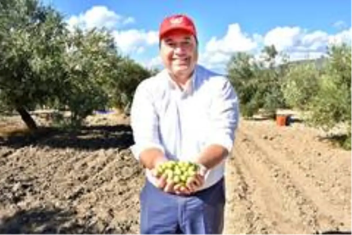 Başkan Dutlulu, belediyeye ait arazilerde zeytin hasadı yaptı