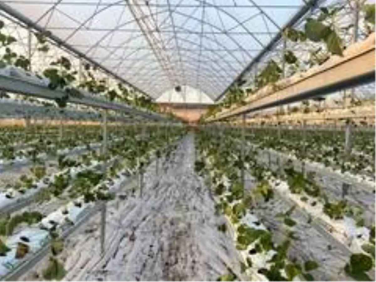 Kahramanmaraş'ta topraksız çilek üretimi