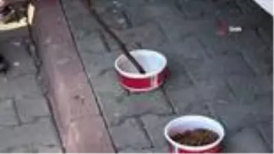 Kedisinin zehirlendiğini öğrenince gözyaşlarına boğuldu Kedisinin zehirlendiğini öğrenince gözyaşlarına boğuldu