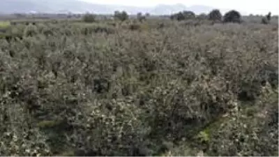 Müşteri olmadığı için yüzlerce ton armut dalında çürümeye terk edildi Müşteri olmadığı için yüzlerce ton armut dalında çürümeye terk edildi