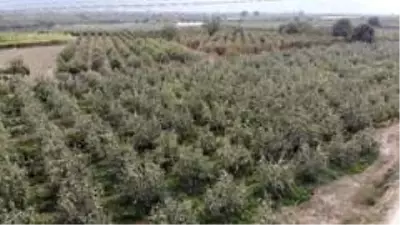 Müşteri olmadığı için yüzlerce ton armut dalında çürümeye terk edildi Müşteri olmadığı için yüzlerce ton armut dalında çürümeye terk edildi