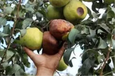 Müşteri olmadığı için yüzlerce ton armut dalında çürümeye terk edildi Müşteri olmadığı için yüzlerce ton armut dalında çürümeye terk edildi