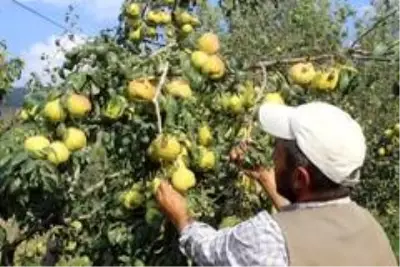Müşteri olmadığı için yüzlerce ton armut dalında çürümeye terk edildi Müşteri olmadığı için yüzlerce ton armut dalında çürümeye terk edildi