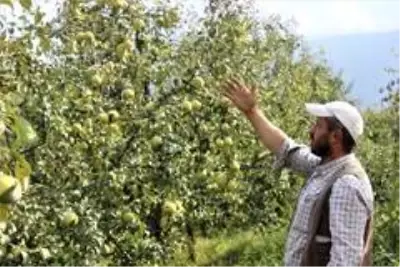 Müşteri olmadığı için yüzlerce ton armut dalında çürümeye terk edildi Müşteri olmadığı için yüzlerce ton armut dalında çürümeye terk edildi