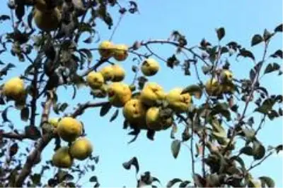 Müşteri olmadığı için yüzlerce ton armut dalında çürümeye terk edildi Müşteri olmadığı için yüzlerce ton armut dalında çürümeye terk edildi