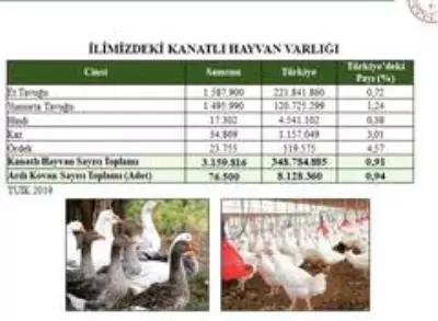 Samsun manda varlığında Türkiye'de 1'inci sırada Samsun manda varlığında Türkiye'de 1'inci sırada