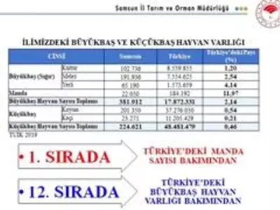 Samsun manda varlığında Türkiye'de 1'inci sırada Samsun manda varlığında Türkiye'de 1'inci sırada
