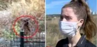 Cumhuriyet Mahallesi: Üniversiteli genç, İstanbul'un göbeğinde ayı ile burun buruna geldi Cumhuriyet Mahallesi: Üniversiteli genç, İstanbul'un göbeğinde ayı ile burun buruna geldi