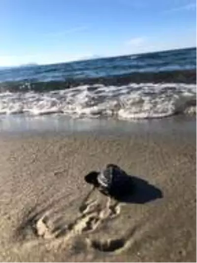 Yavru caretta carettaların denizle buluşma anı kamerada Yavru caretta carettaların denizle buluşma anı kamerada
