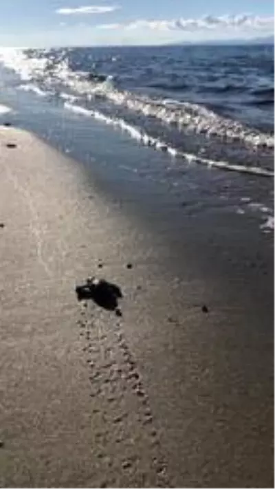 Yavru caretta carettaların denizle buluşma anı kamerada Yavru caretta carettaların denizle buluşma anı kamerada