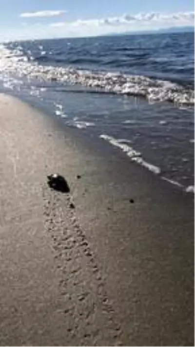 Yavru caretta carettaların denizle buluşma anı kamerada Yavru caretta carettaların denizle buluşma anı kamerada