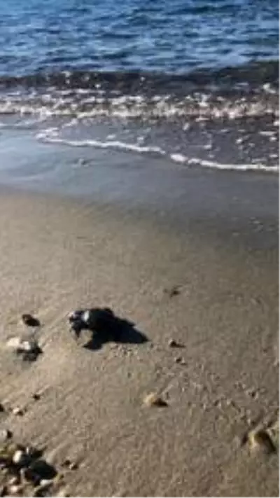 Yavru caretta carettaların denizle buluşma anı kamerada Yavru caretta carettaların denizle buluşma anı kamerada