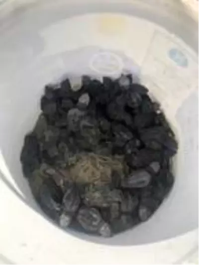 Yavru caretta carettaların denizle buluşma anı kamerada Yavru caretta carettaların denizle buluşma anı kamerada