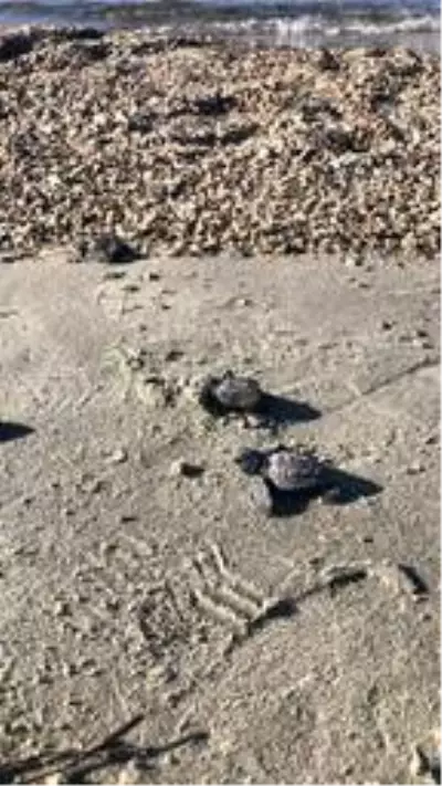 Yavru caretta carettaların denizle buluşma anı kamerada Yavru caretta carettaların denizle buluşma anı kamerada