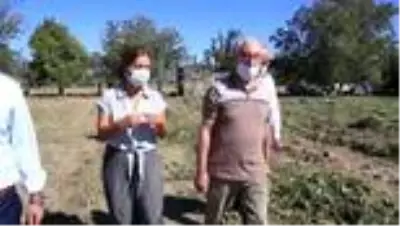 Yöneticiliği bırakıp tarıma yönelen kadın ilk hasadını yaptı Yöneticiliği bırakıp tarıma yönelen kadın ilk hasadını yaptı