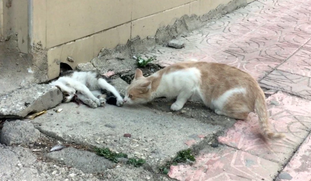 Anne kedi ölen yavrusunun başından dakikalarca ayrılmadı Eskişehir