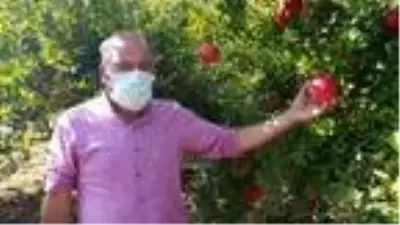 Antalya'da 'Hicaz narı' hasadı Antalya'da 'Hicaz narı' hasadı