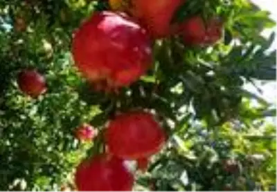 Antalya'da 'Hicaz narı' hasadı Antalya'da 'Hicaz narı' hasadı