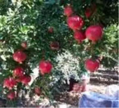 Antalya'da 'Hicaz narı' hasadı Antalya'da 'Hicaz narı' hasadı