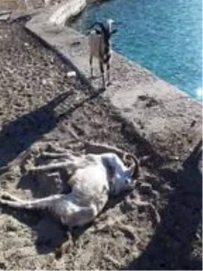 Aşırlı Adası'ndaki dağ keçilerinden biri ölü bulundu Aşırlı Adası'ndaki dağ keçilerinden biri ölü bulundu