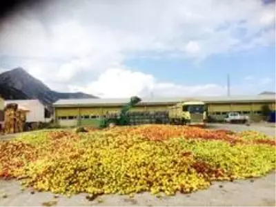 Eğirdir'de ıskarta elmanın kilosu 65 kuruştan alınıyor Eğirdir'de ıskarta elmanın kilosu 65 kuruştan alınıyor