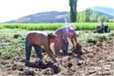 Kadın girişimci Milas'ta ilk tatlı patates hasadını yaptı Kadın girişimci Milas'ta ilk tatlı patates hasadını yaptı