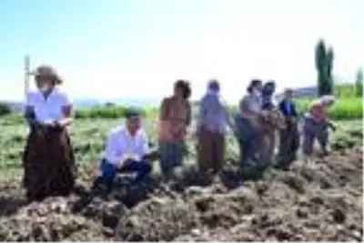 Kadın girişimci Milas'ta ilk tatlı patates hasadını yaptı Kadın girişimci Milas'ta ilk tatlı patates hasadını yaptı