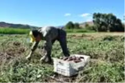 Kadın girişimci Milas'ta ilk tatlı patates hasadını yaptı Kadın girişimci Milas'ta ilk tatlı patates hasadını yaptı