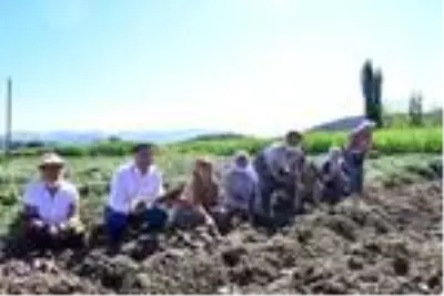 Kadın girişimci Milas'ta ilk tatlı patates hasadını yaptı Kadın girişimci Milas'ta ilk tatlı patates hasadını yaptı